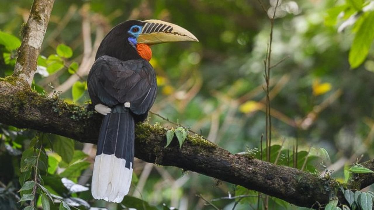 A female rufous necked hornbill. Representative image. Credit: DH File Photo