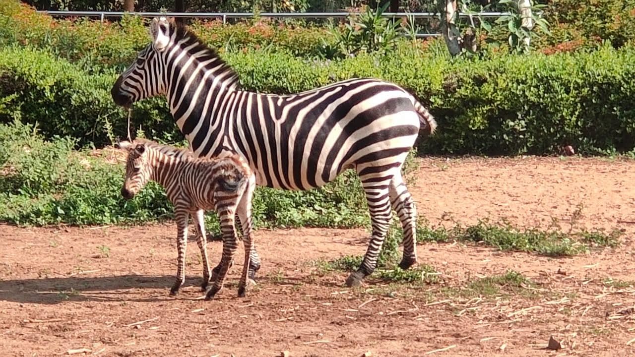 The mother and child zebra remain under observation, an official said. Credit: Special Arrangement