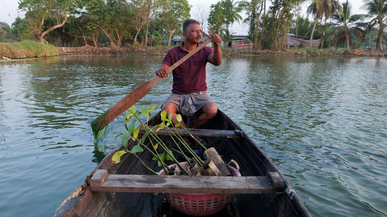 T P Murukesan rows a canoe stocked with mangrove saplings along a waterbody meant for prawns and pokkali rice off the shore of Vypin Island in Kochi. Credit: PTI via AP Photo