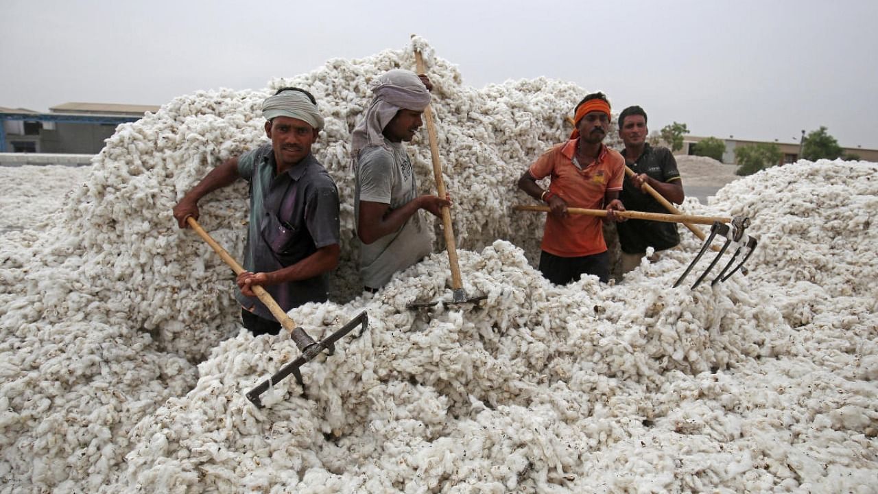 Workers unload cotton from a truck at a cotton processing unit in Gujarat's Kadi. Credit: Reuters Photo