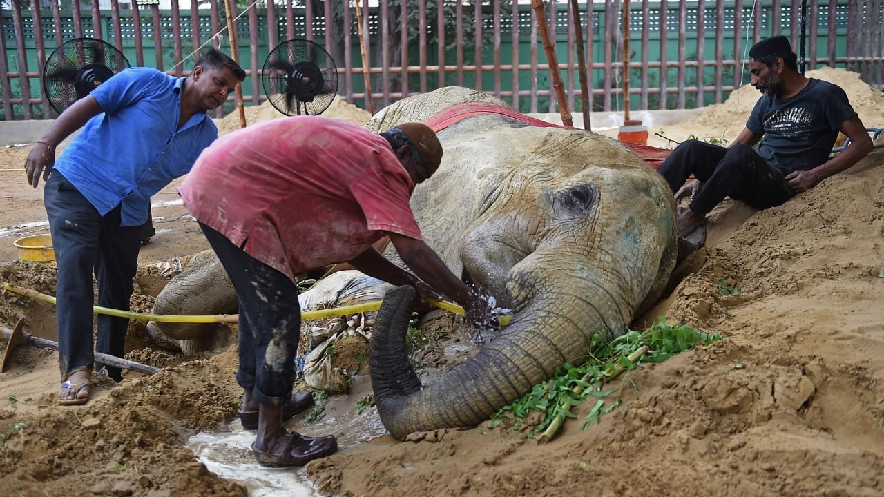 Mahouts feed elephant Noor Jehan at the Karachi Zoo in Karachi on April 18, 2023. - Noor Jehan has been barely able to walk around her enclosure at Karachi Zoo because of a huge growth between her back legs, sparking concern from keepers and visitors. Credit: AFP Photo
