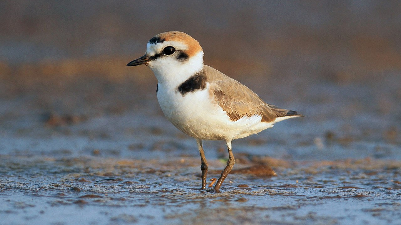 The Hanuman plover. Credit: Wikimedia Commons