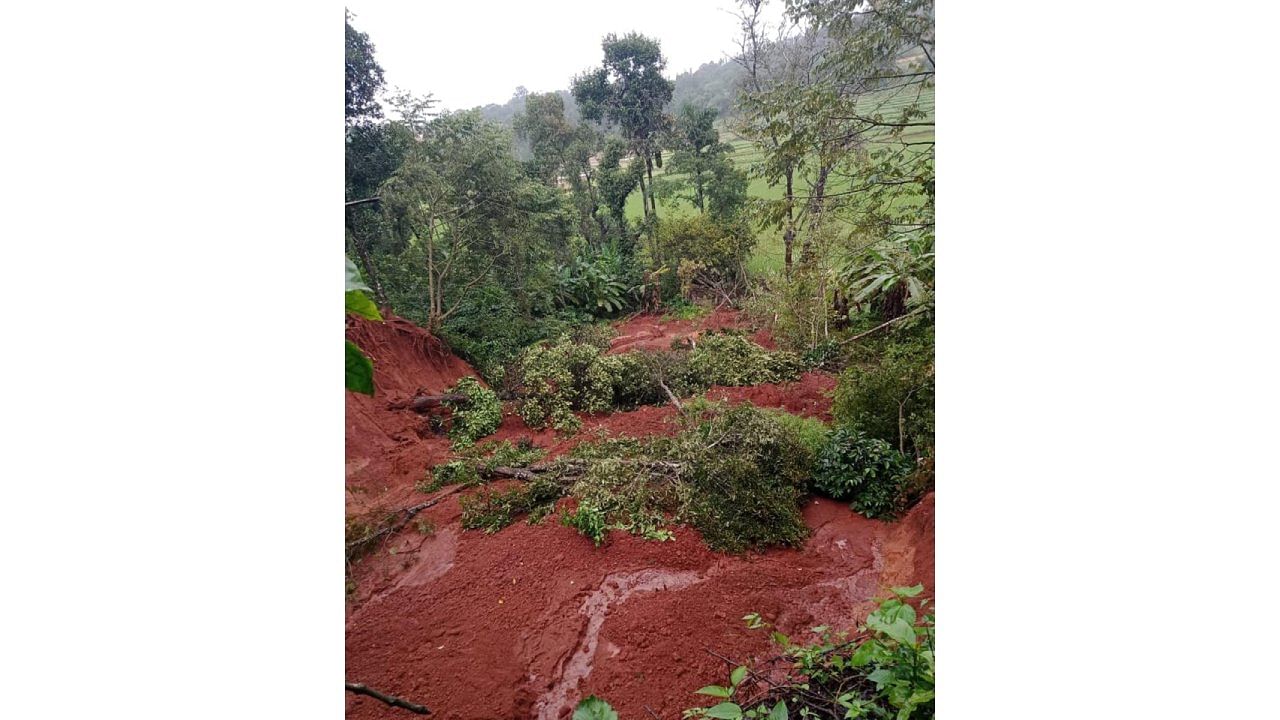 File photo of a coffee plantation ravaged by rain near Shanivarasanthe in Kodagu district. Credit: DH Photo