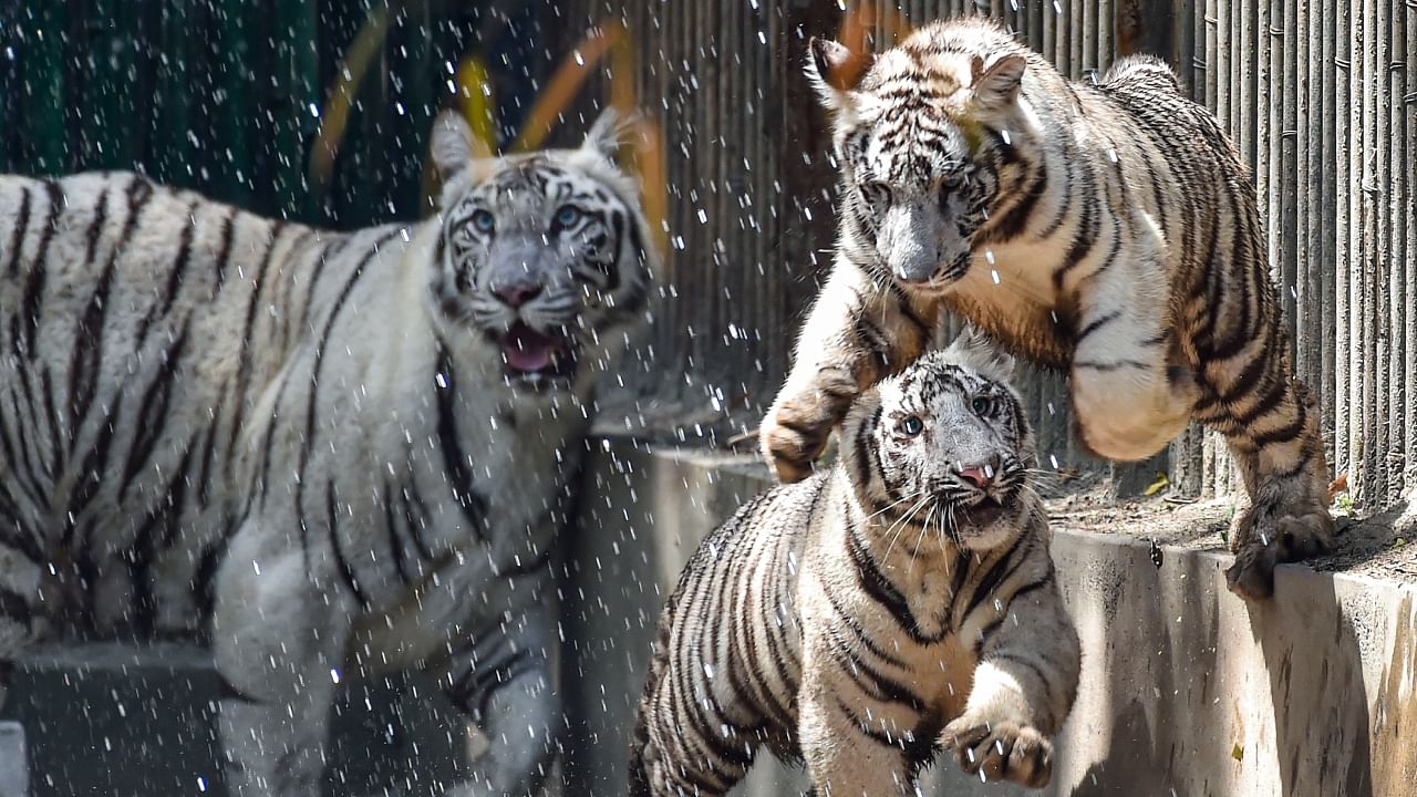 White tiger cubs with their mother after they were released for public viewing in the arena of white tiger enclosure at Zoological Park by Union Minister for Environment Forest and Climate Change Bhupender Yadav, in New Delhi, Thursday, April 20, 2023. Credit: PTI Photo
