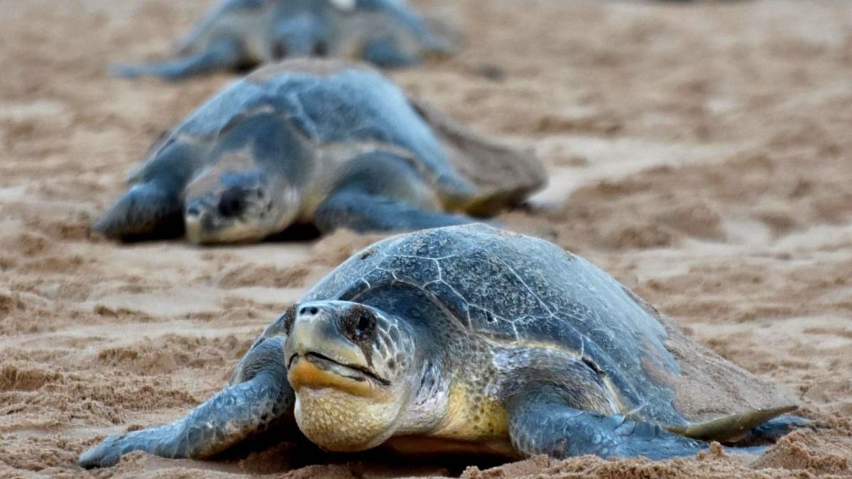 Olive ridley sea turtles. AFP file photo
