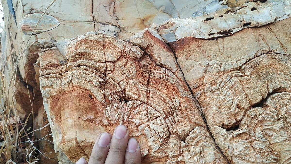 Palaeoproterozoic (around 2 billion years-old) stromatolite fossils studied in the project. Credit: IISc/Yogaraj Banerjee