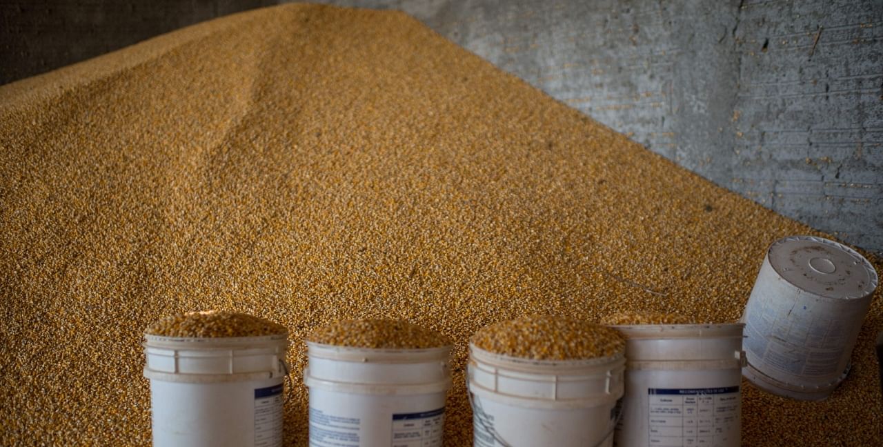 Harvested corn at a farm in Sao Felix do Xingu, Para state, northern Brazil. - Brazilian corn production should set a new record on 2023 and allow the country to become the world's leading exporter ahead of the US, a position only achieved once, in 2013. Credit: AFP Photo