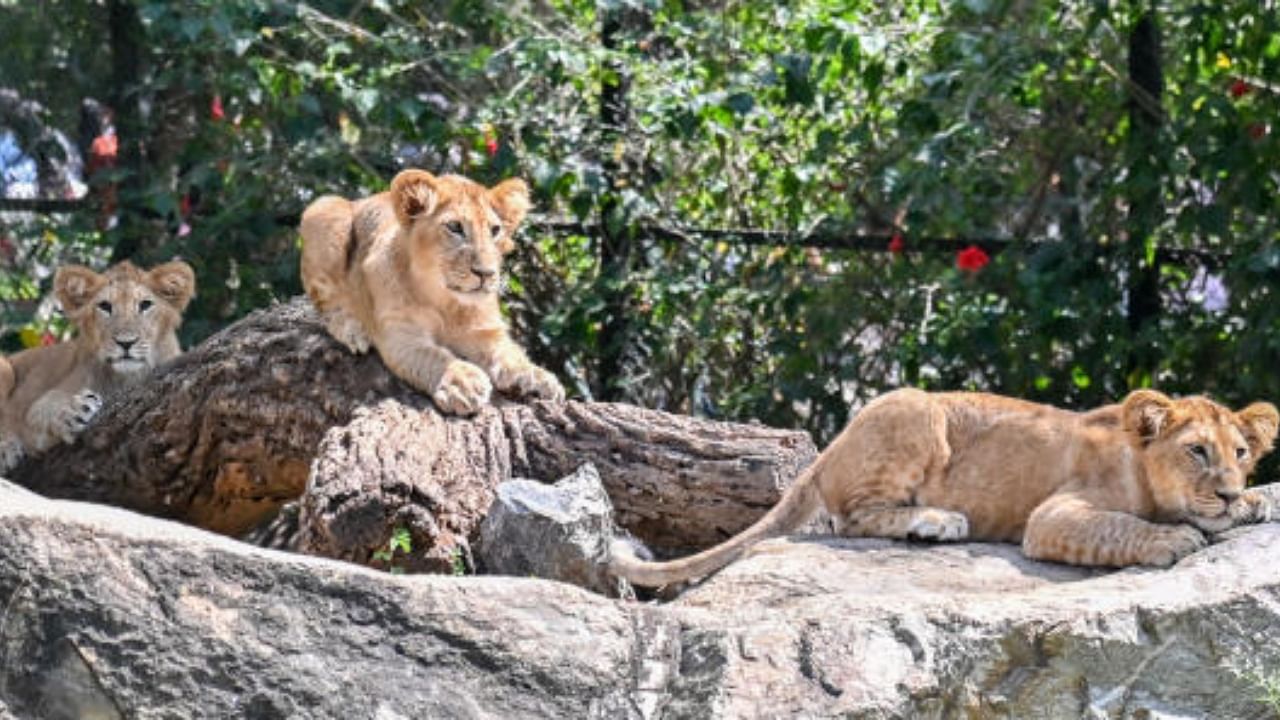 Lion cubs born at Mysuru Zoo which were displayed for public viewing recently. Credit: DH Photo