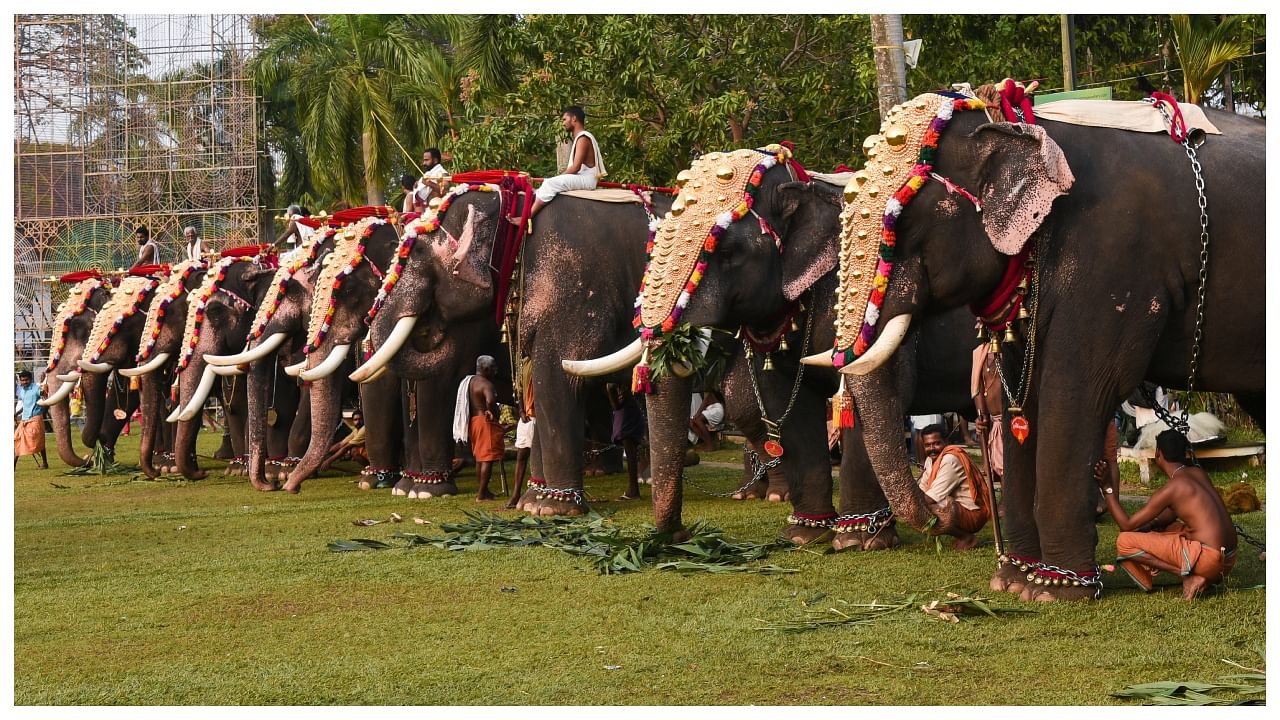 A file photo of decorated elephants with gold plated caparisons standing for parade on festival in Ernakulam temple. Credit: Getty Images