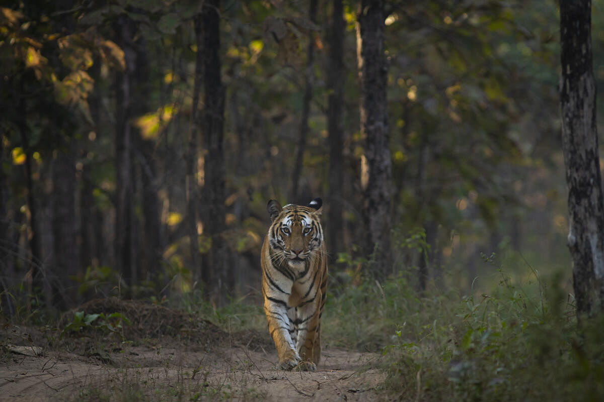 Tiger on the prowl in Bori Wildlife Sanctuary. PHOTO COURTESY BORI SAFARI LODGE
