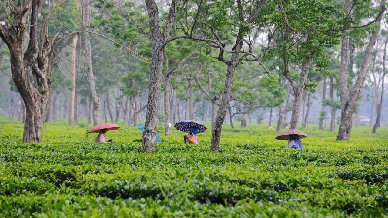 Representative picture of tea plantation in the north east of India. Credit: AFP Photo