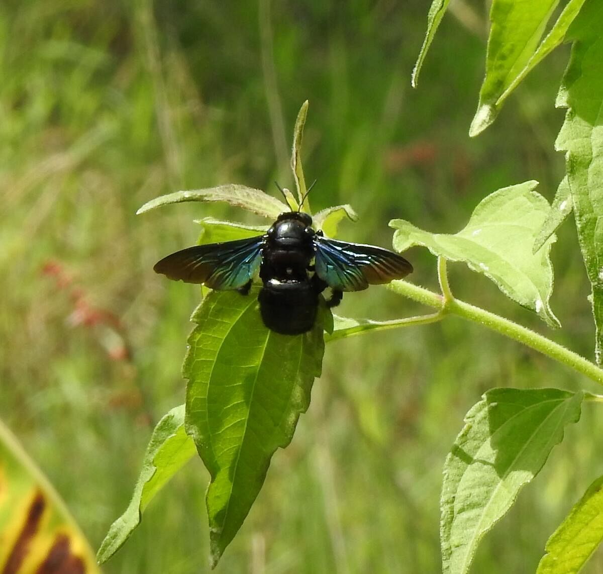 Tropical carpenter bee (Pic by author)