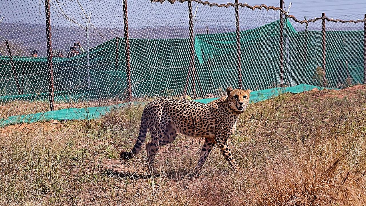 One of the cheetahs brought from South Africa. Credit: PTI Photo