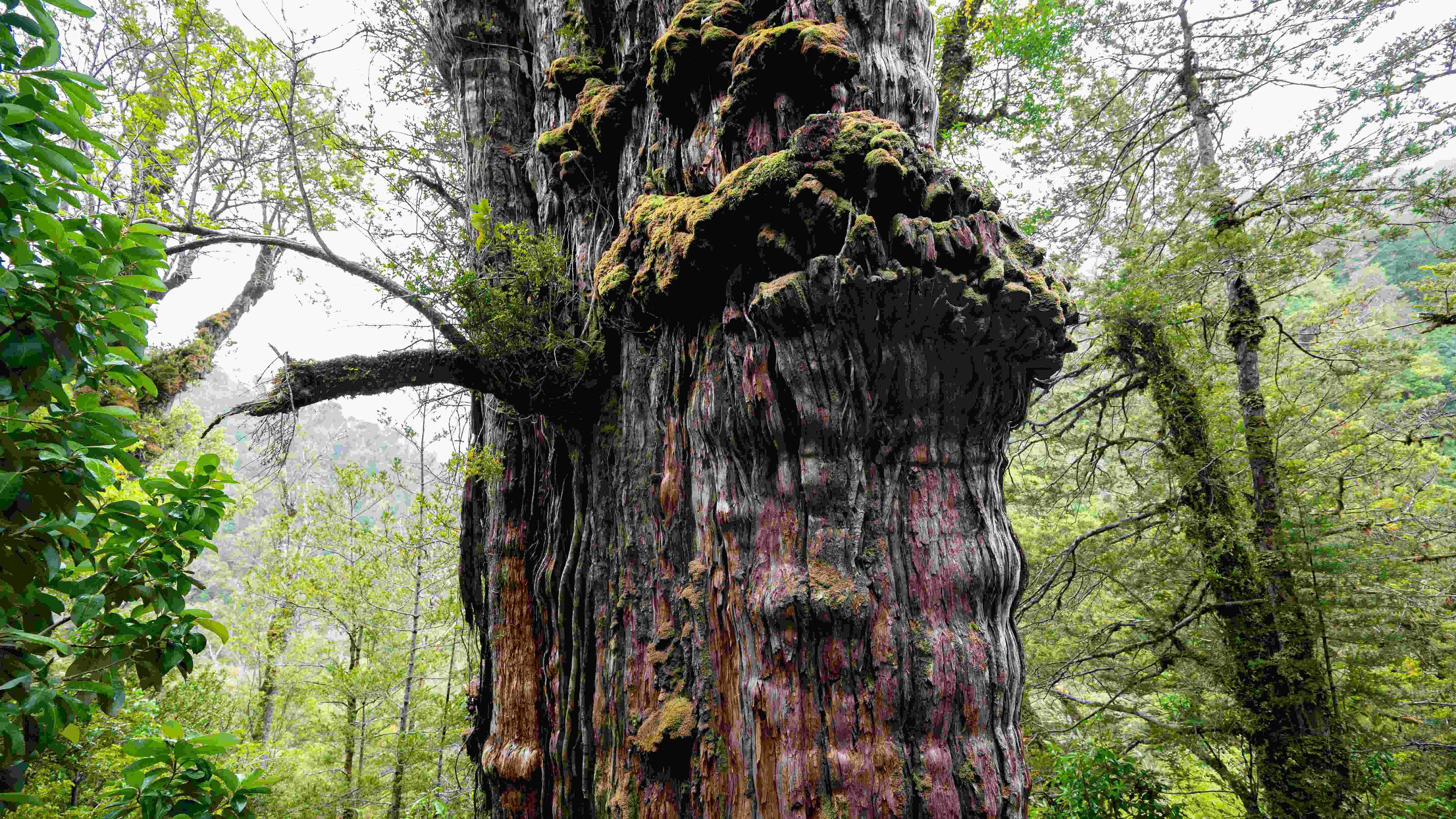 Detail of the "Alerce Milenario" at the Alerce Costero National Park in Valdivia, Chile. Credit: AFP Photo