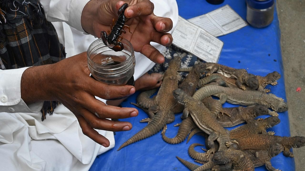 In this picture taken on April 3, 2023, "sanda tael" balm vendor Yasir Ali shows scorpion oil to customers while siting next to paralysed Hardwicke's spiny-tailed lizards at Raja Bazaar in Rawalpindi. Credit: AFP Photo