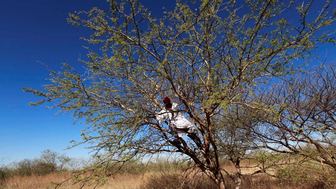 A farmer climbs on an Acacia tree to collect gum arabic in the western Sudanese town of El-Nahud that lies in the main farming state of North Kordofan, December 18, 2012. Credit: Reuters File Photo