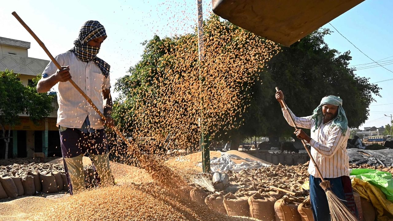 Labourers use brooms to separate wheat grains from its husk at a wholesale market in Amritsar, Punjab, on April 21, 2023. Credit: AFP Photo