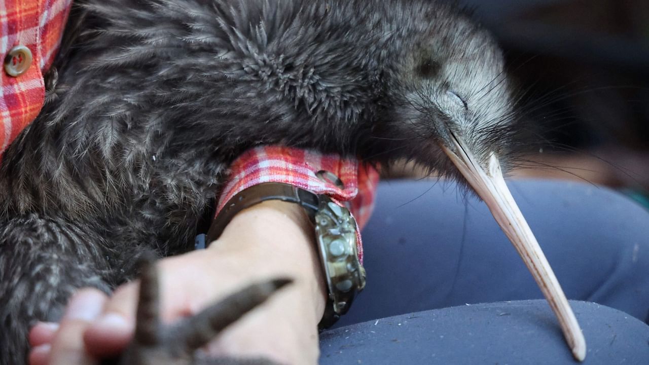 New Zealand's treasured kiwi birds are shuffling around Wellington's verdant hills for the first time in a century, after a drive to eliminate invasive predators from the capital's surrounds. Credit: AFP Photo