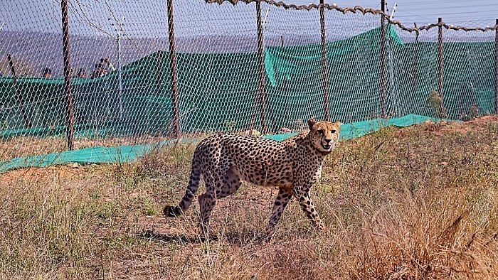 One major complaint is that the Kuno park is not spacious enough for the cheetahs which need a large territory as their habitat. Credit: PTI Photo