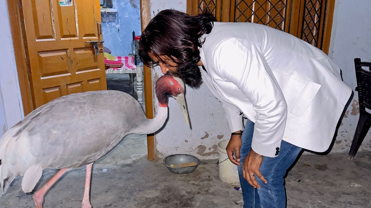 This handout picture taken on March 6, 2023 and received as a courtesy of Mohammed Arif shows Indian farmer Mohammad Arif along with Sarus crane at his residence in Amethi. Credit: AFP Photo