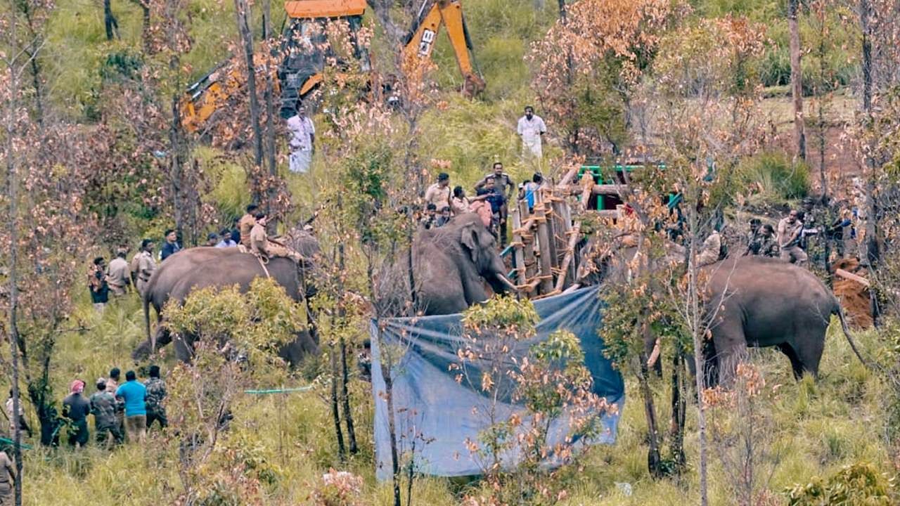 The rogue elephant ‘Arikomban’ at Chinnakanal in Idukki district, being drugged and loaded into a lorry with the help of trained elephants for its release into the Periyar forest, Idukki. Credit: PTI Photo