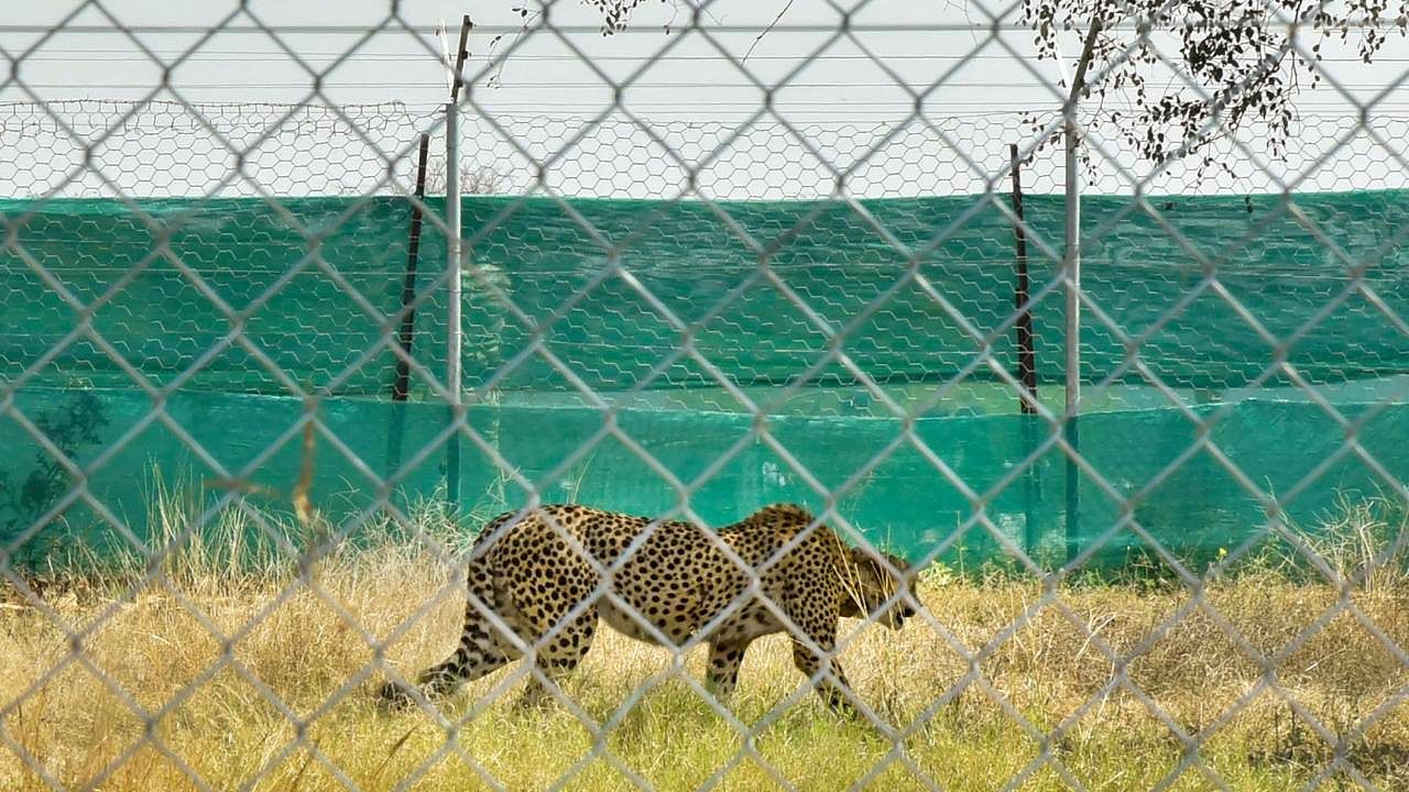 A cheetah from South Africa after being released into quarantine enclosure at the Kuno National Park. Credit: PTI Photo