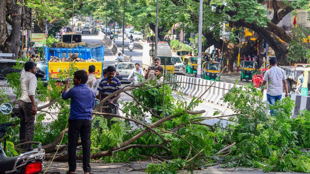BBMP workers cut protruding branches ahead of the roadshow. Credit: DH Photo/S Manjunath