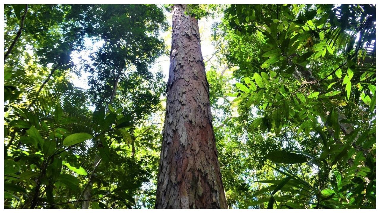 Handout picture released by SETEC (Science and Technology Secretary of Amapa State) showing the biggest Dinizia excelsa tree, known in Brazil as Angelim vermelho, found in the Paru State Forest which is shared by the northern Brazilian states of Amapa and Para in the Amazon basin, on August 21, 2019. Credit: AFP Photo