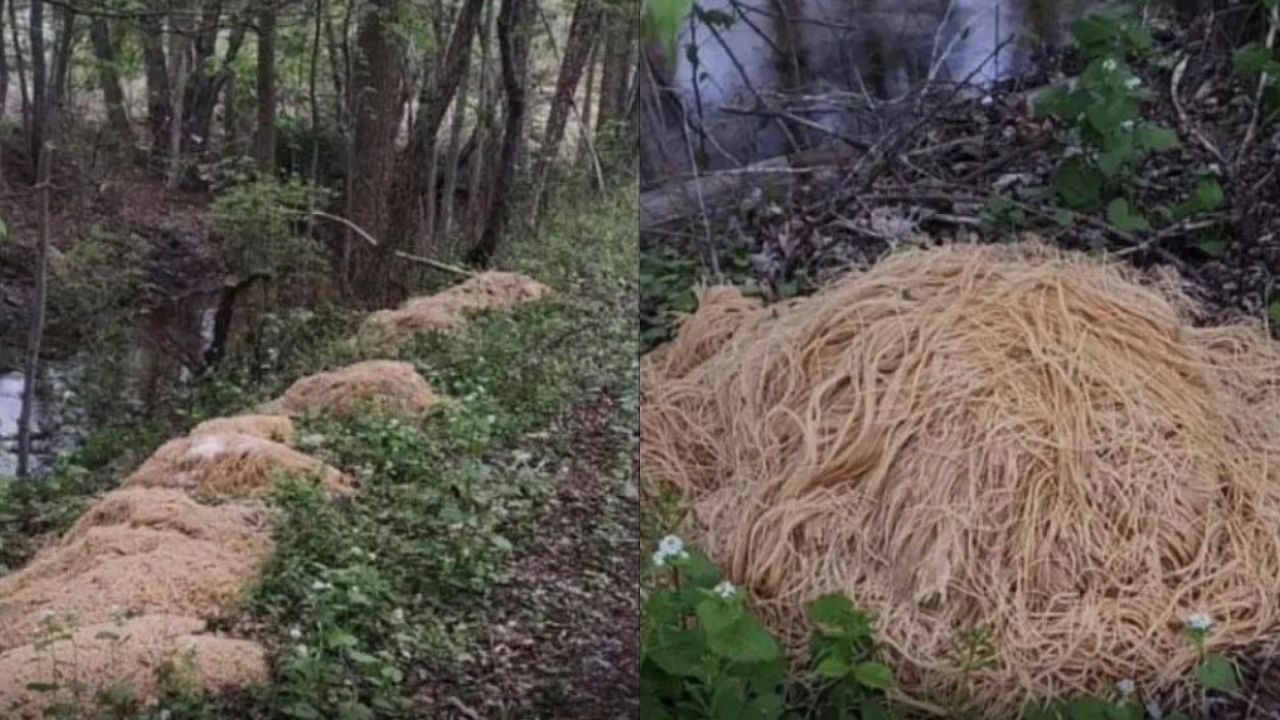 Pasta dumped in New Jersey woods. Credit: Twitter/linwoodsq