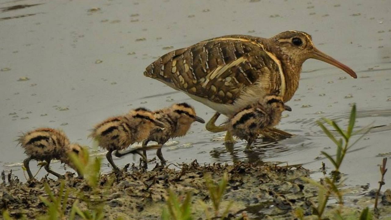 The lake is home to almost 80 species of local and migratory birds such as Painted Snipe and waterhen. Credit: Special Arrangement