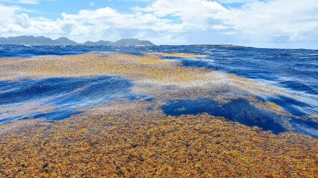 Swathes of Sargassum float toward land near the island of Saint Martin. VELY Michel/Wikimedia Commons