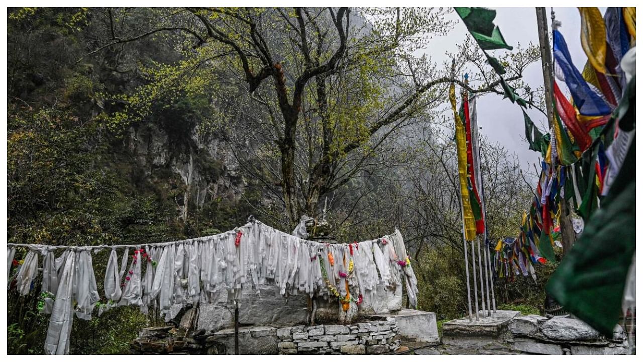This picture taken on April 4, 2023 shows a holy tree at Khinzemane near Lumpo village in Zemithang, in the Tawang district of India's Arunachal Pradesh state. Credit: AFP Photo/Representational image