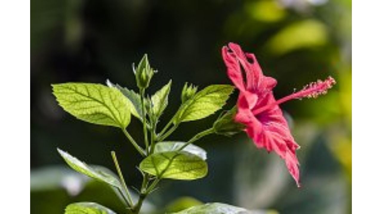 The hibiscus flower polarises gardeners!