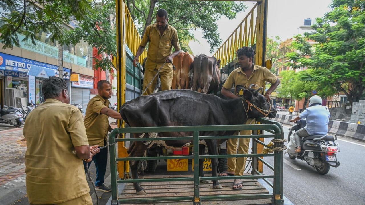 BBMP workers bundle a stray cow into a truck at RV Road in the city. These animals will be offloaded at a cattle pound. Credit: DH Photo/S K Dinesh