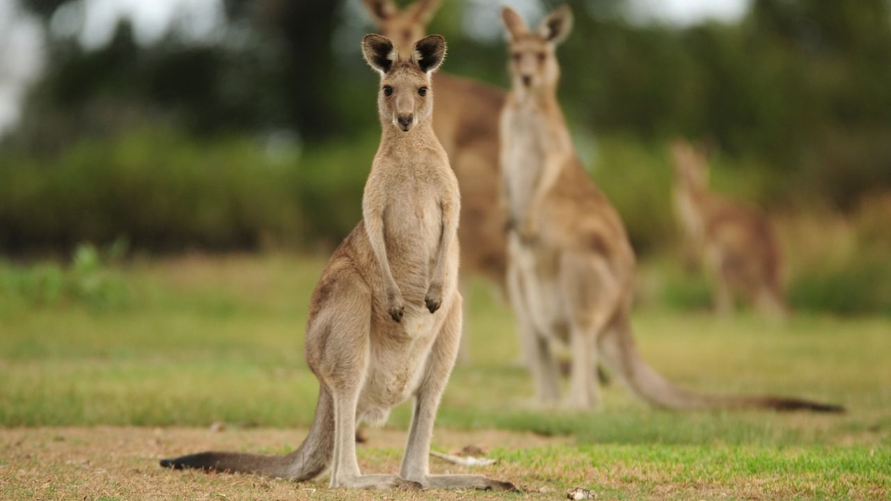 Kangaroos have a "boom and bust" population cycle. Credit: iStock Photo
