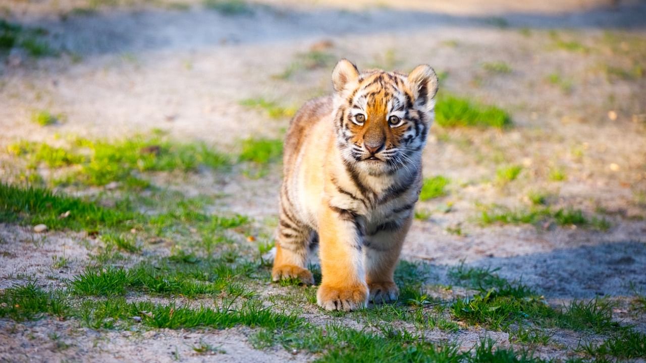 Rashmi was among four cubs - one male and three females - born to tigress Rambha in April last year at the zoo. Credit: iStock Photo