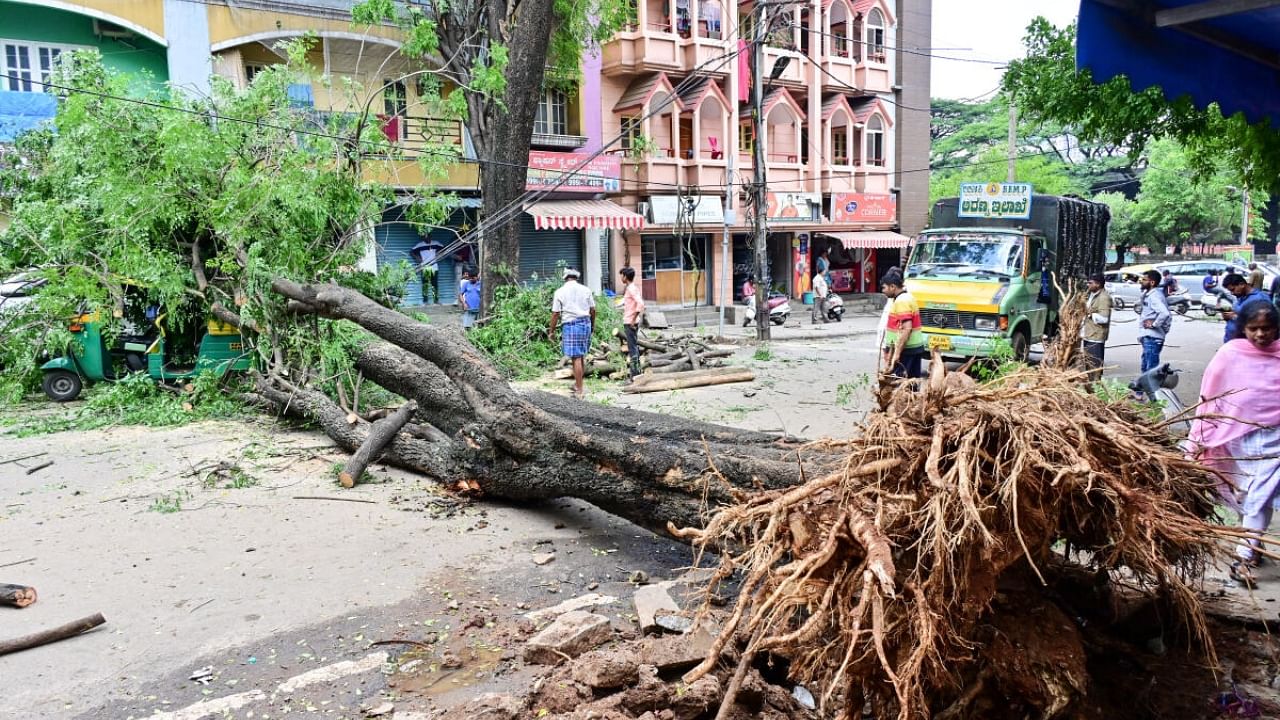 Tree uprooted in Chamaraajapet. Credit: DH Photo/ Prashanth HG