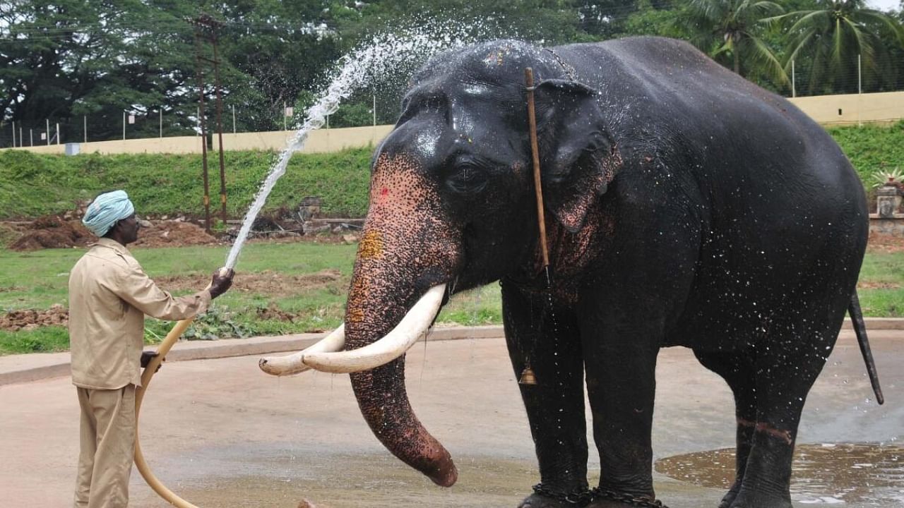 Dasara elephant Balarama being given a bath at Amba Vilas Palace. Credit: DH Photo
