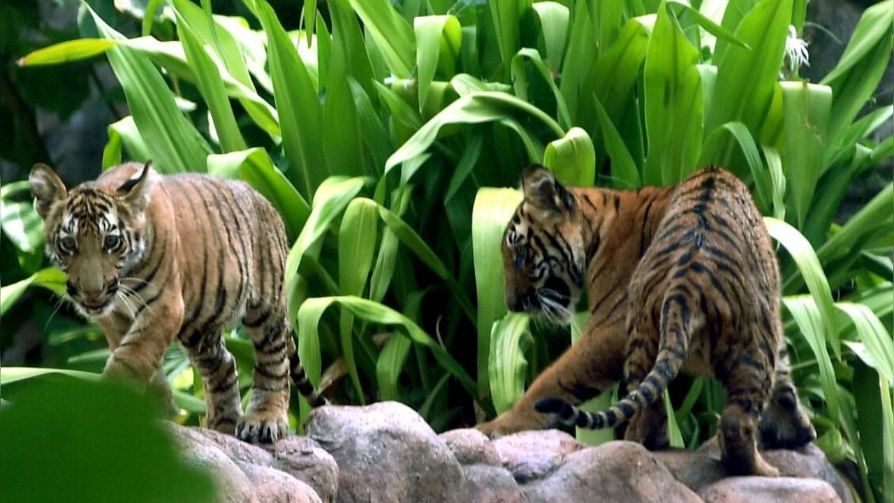Tiger cubs Jay and Rudra seen for the first time after their birth at Mumbai's Byculla zoo. Credit: IANS Photo
