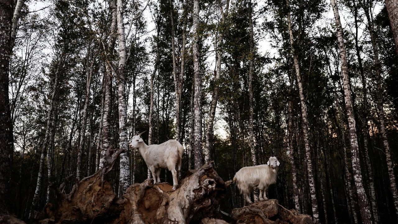 A herd of goats of the "Buena Cabra" (Good Goat) project, an initiative that relies on goats to control dry pastures and other vegetation that fuel forest fires in the summer, nibble on foliage in Santa Juana, Chile, May 11, 2023. Credit: Reuters Photo