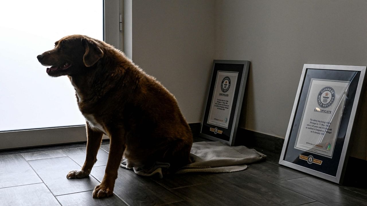 A picture taken on February 12, 2023 shows Bobi, a Portuguese dog that has been declared the world's oldest dog by Guinness World Records, sitting between the two Guinness certificates at his home in the village of Conqueiros in Leiria. Credit: AFP File Photo