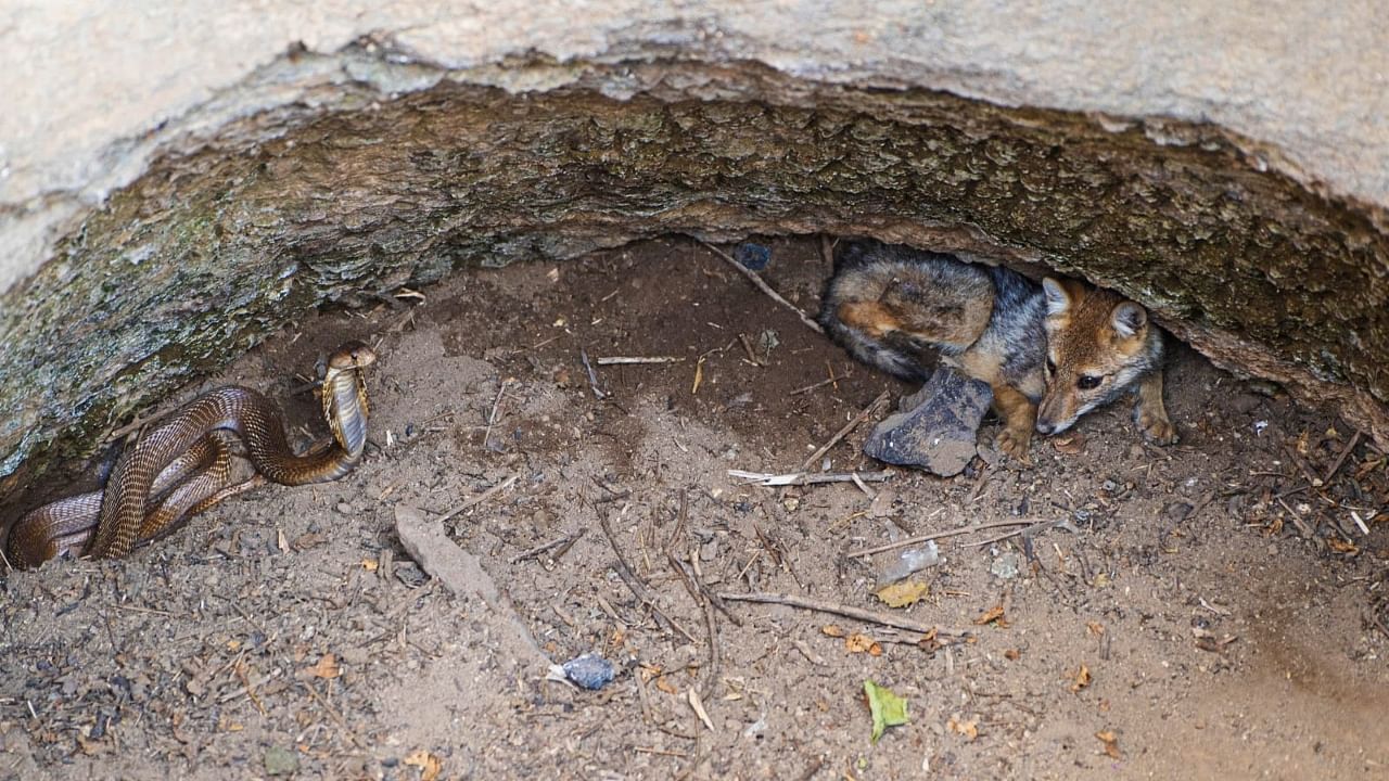 The residents of the village could never have imagined encountering such a sight, when they saw a snake and a jackal stuck together in the same well. Credit: MFD/Wildlife SOS