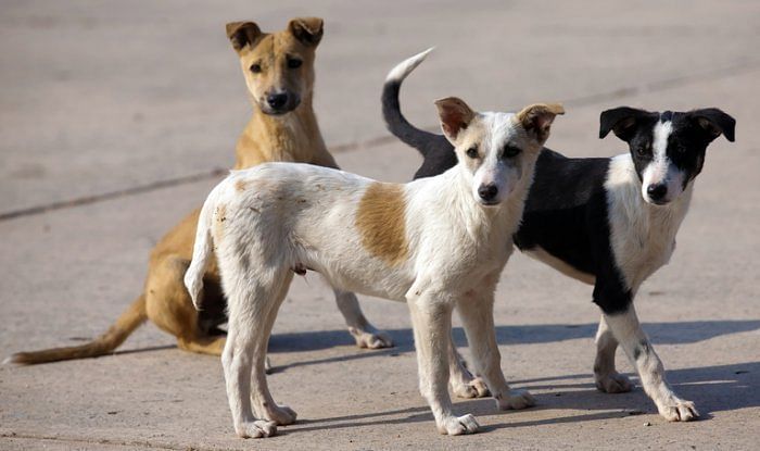 Stray dogs. Credit: iStock Photo  