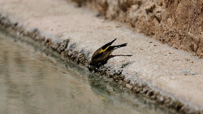 A goldfinch cools off in a drinking trough during scorching summer temperatures in spring in Ronda, Spain. Credit: Reuters Photo  