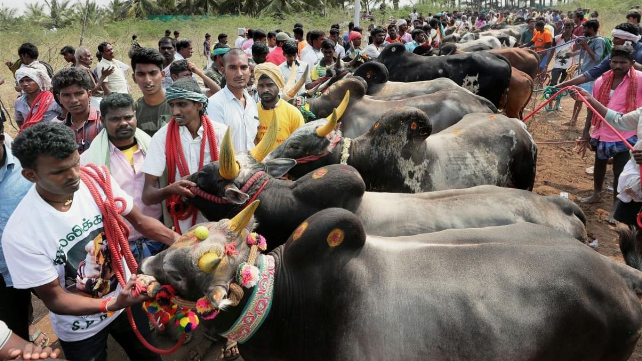 Coimbatore: Participants with bulls during a Jallikattu event in Coimbatore on Sunday. Credit: PTI Photo