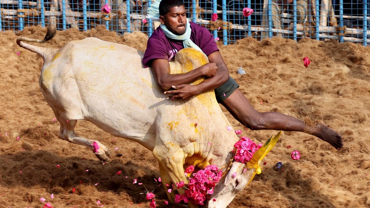 File photo of a participant during the Jallikattu (bull taming) competition, in Coimbatore. Credit: PTI Photo