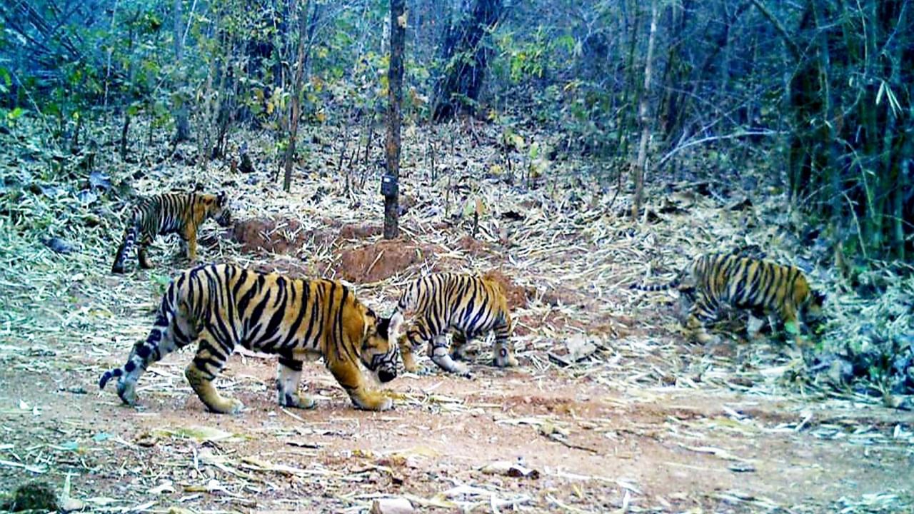 Four tiger cubs, who were born at the Navegaon Nagzira Tiger Reserve (NNTR), in Maharashtra's Gondia district. Credit: PTI Photo