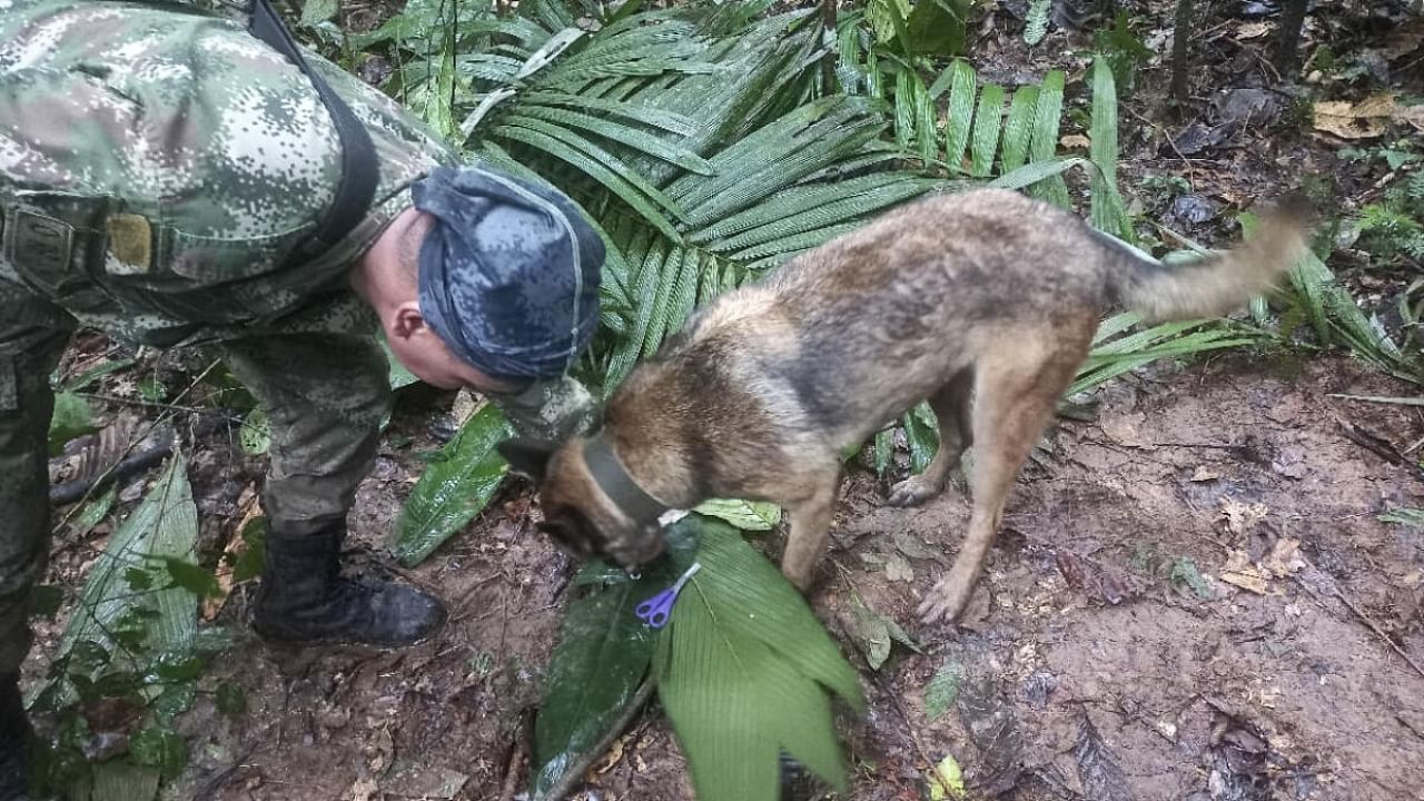 A handout picture released by the Colombian army shows a soldier with a dog checking a pair of scissors found in the forest in a rural area of the municipality of Solano, department of Caqueta, Colombia, on May 17, 2023. Credit: AFP Photo
