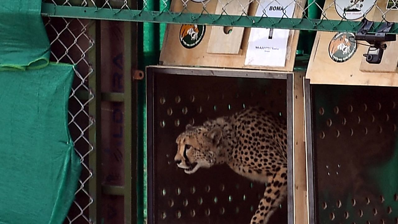  In this file handout photograph taken on September 17, 2022 and released by the Indian Press Information Bureau (PIB) shows a wild cheetah being released at Kuno National Park in Madhya Pradesh state. Credit: AFP Photo