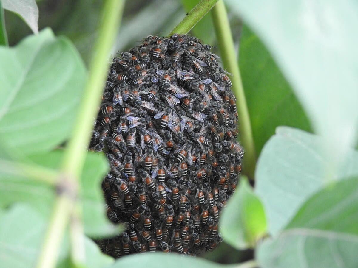 A colony of red dwarf honeybees in Navilu Kaadu (Pic by author)